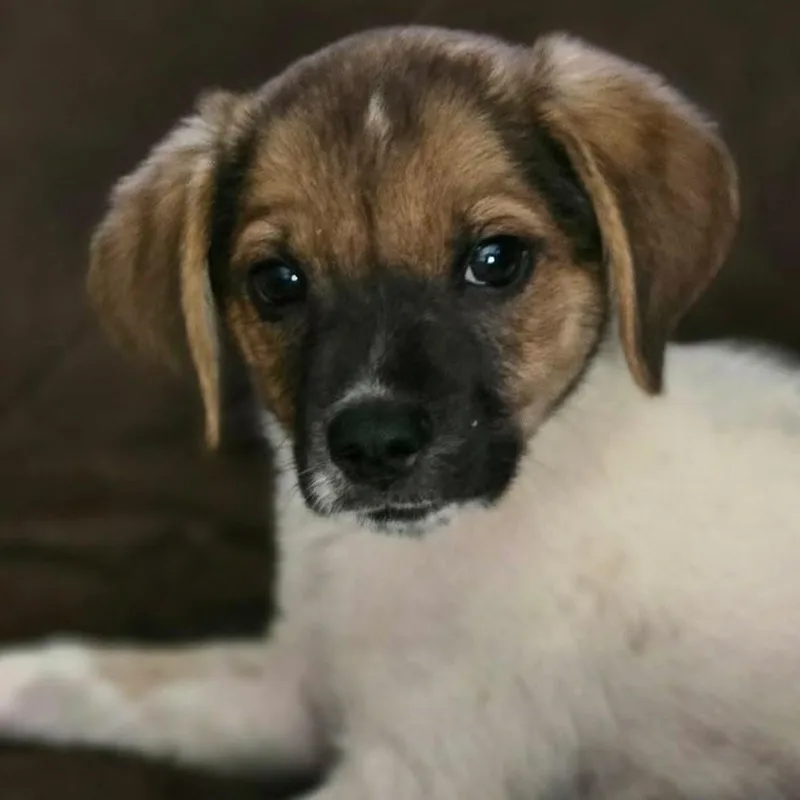 A baby medium-sized male Brown / Chocolate Corgi dog named Luke for adoption in Rochester, NY