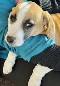 A young medium-sized male White / Cream Basset Hound dog named Andy for adoption in Poway, CA