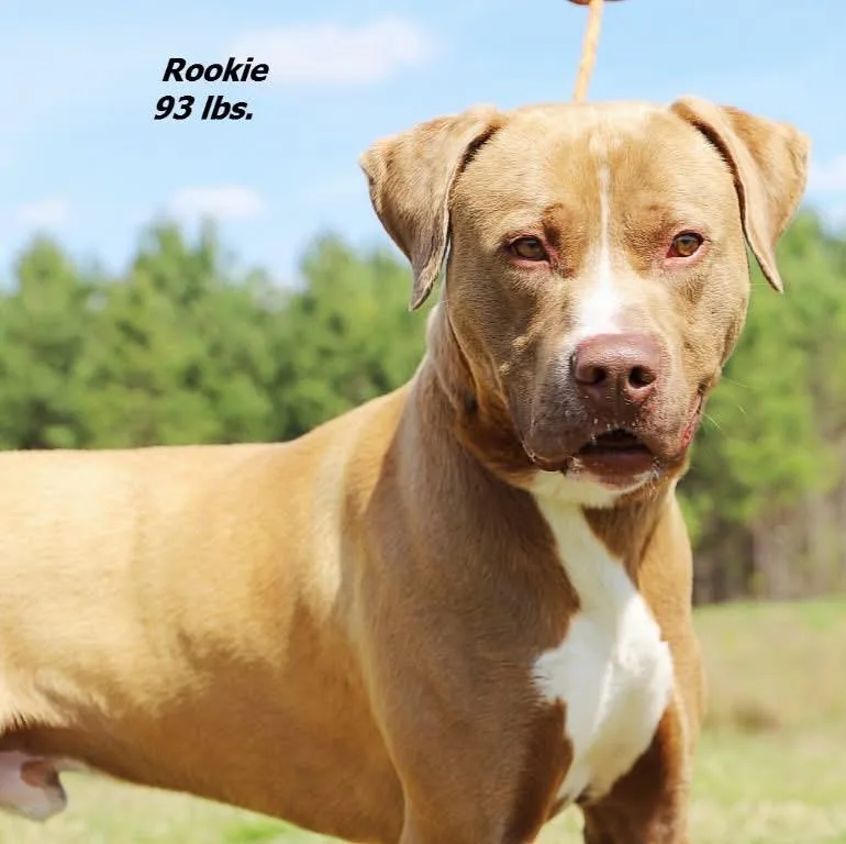 A young large-sized male Mixed Breed dog named Rookie for adoption in Oxford, NC
