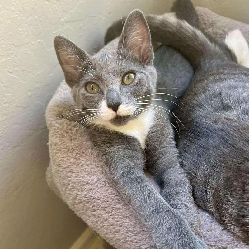 A baby medium-sized female Gray & White Domestic Short Hair cat named Manta Ray for adoption in Concord, CA