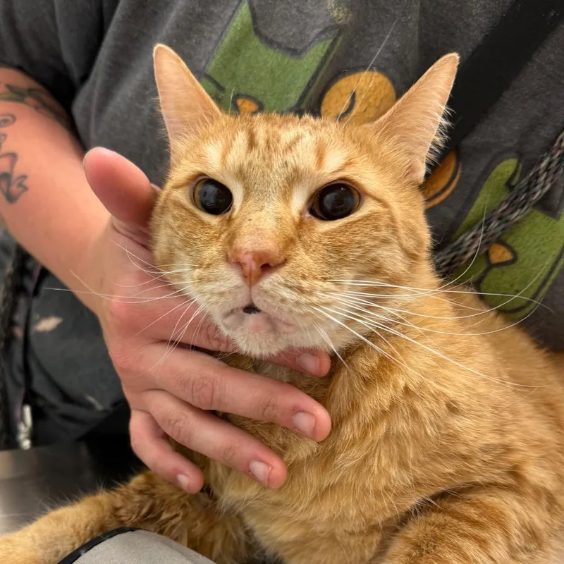 A senior large-sized male Brown / Chocolate Domestic Short Hair cat named Tiger for adoption in Jacksonville, FL