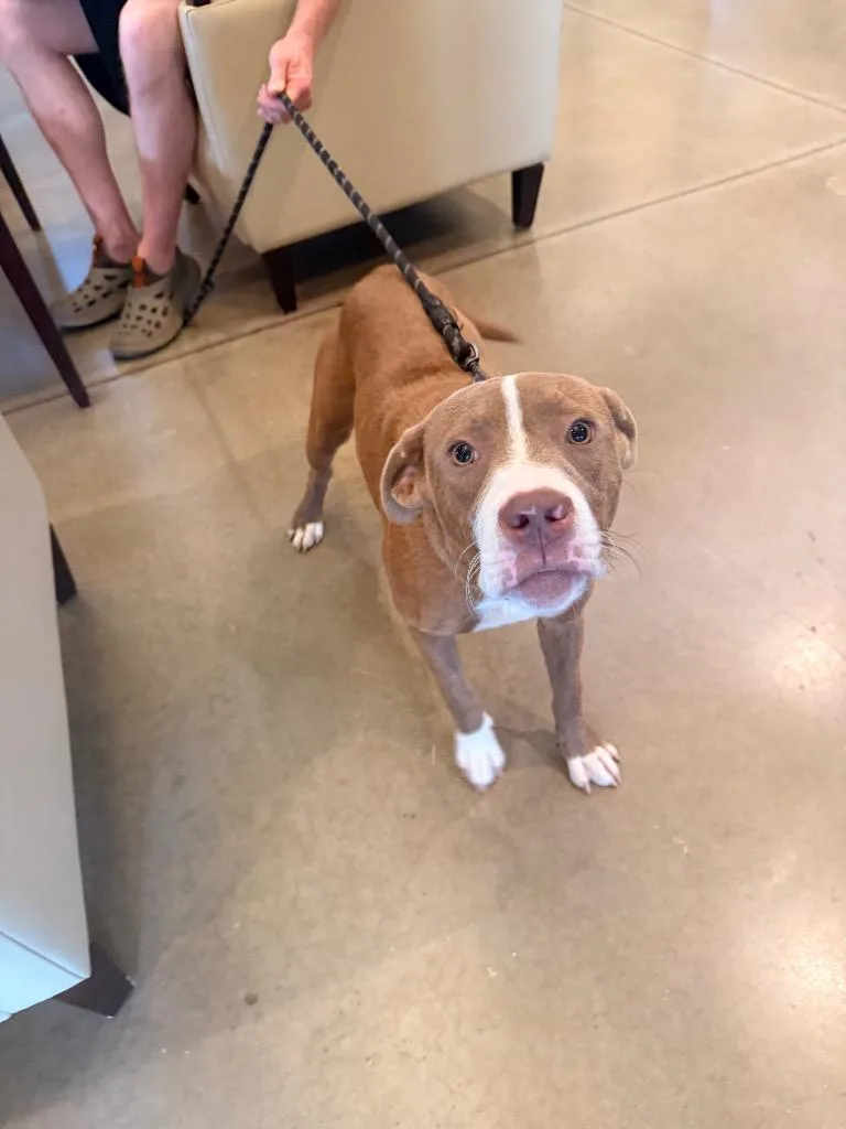 A young medium-sized female Mixed Breed dog named Found Animal for adoption in Douglasville, GA