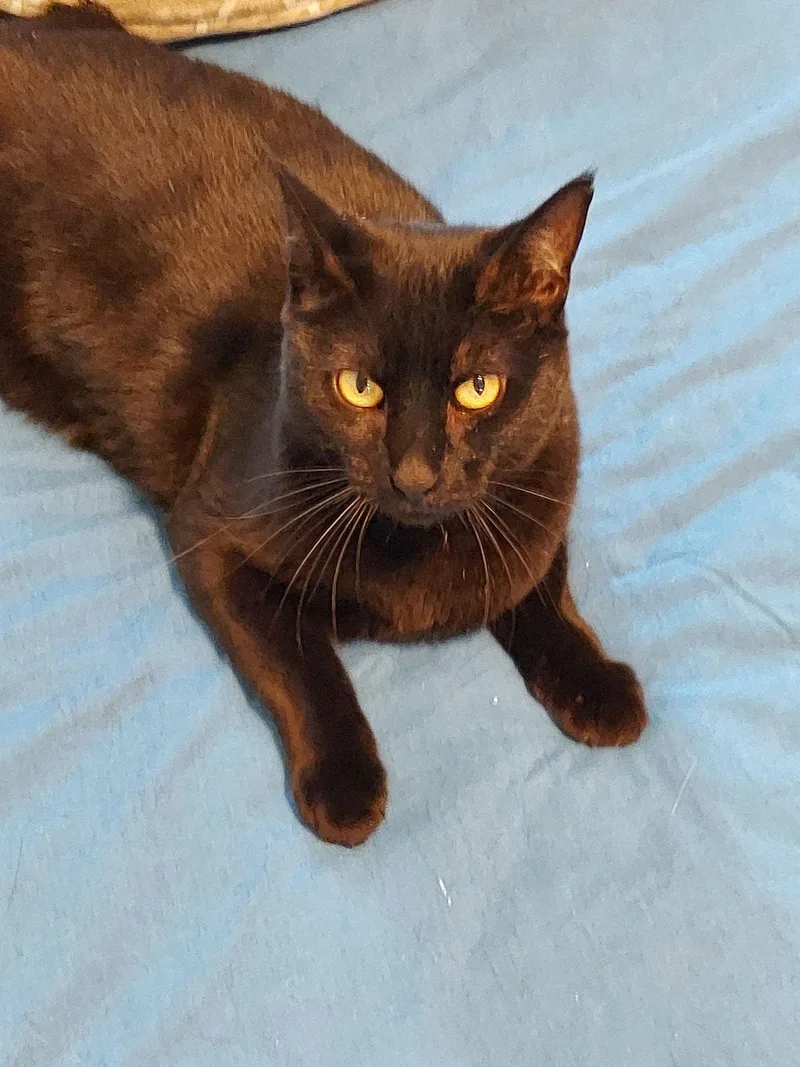 An adult small-sized female Domestic Short Hair cat named Annalise for adoption in Walnut Creek, CA
