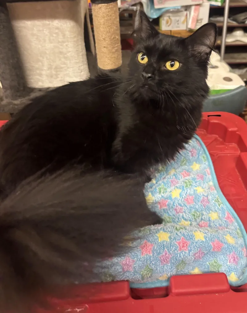 A young medium-sized female Black Domestic Long Hair cat named Wednesday for adoption in Coldwater, MI