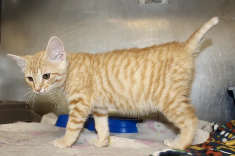 A baby medium-sized male Tabby (Orange / Red) Domestic Short Hair cat named Tator Tot for adoption in Brazil, IN