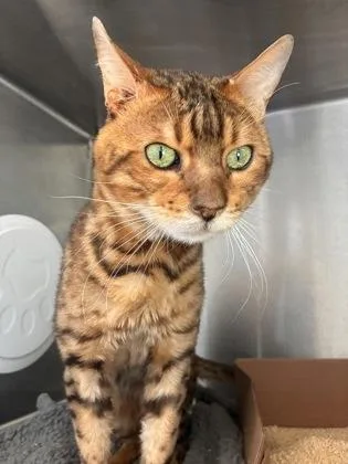 An adult medium-sized male Bengal cat named Benji for adoption in West Chester, PA