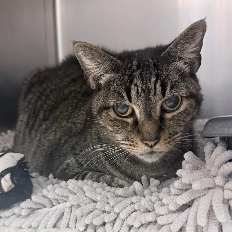 A senior large-sized female Brown / Chocolate Domestic Short Hair cat named Tipsey for adoption in Titusville, FL