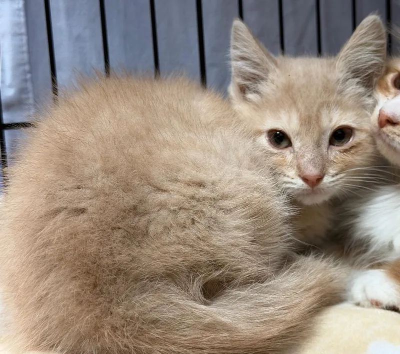 A baby medium-sized male Domestic Short Hair cat named Busta Rhymes for adoption in Cincinnati, OH