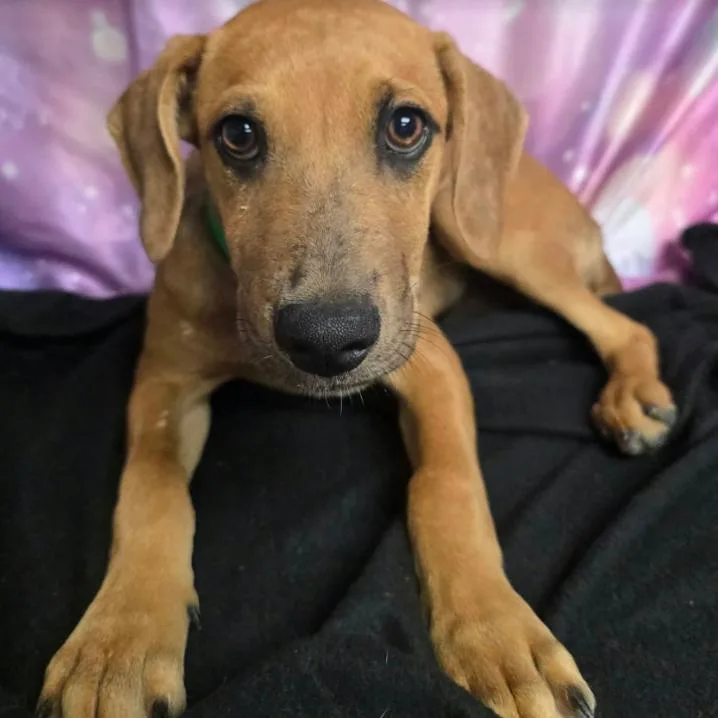 A baby medium-sized male Brown / Chocolate Labrador Retriever dog named Spice for adoption in Fort Collins, CO