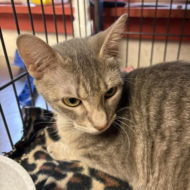 An adult medium-sized female Tabby (Gray / Blue / Silver) Tabby cat named Mica for adoption in Porter, TX