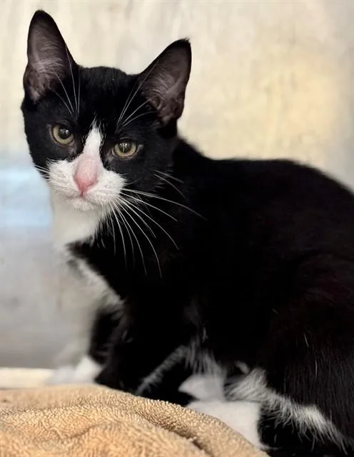 A baby small-sized male Domestic Short Hair cat named Chippy for adoption in York, SC