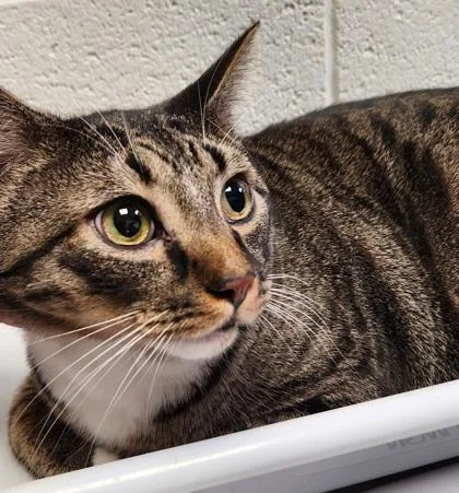 An adult large-sized male Domestic Short Hair cat named Poppop for adoption in Fairfax, VA