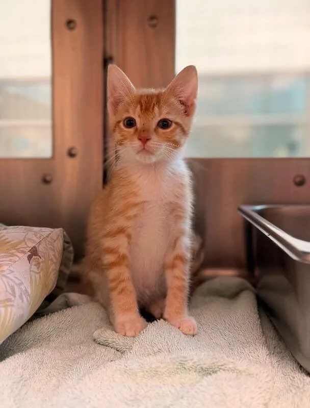 A young medium-sized male Orange / Red Domestic Short Hair cat named Gilbert for adoption in Disputanta, VA