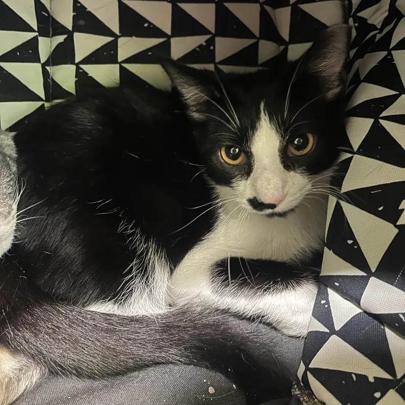 A young small-sized male Black Domestic Short Hair cat named Rayle for adoption in Chicago, IL