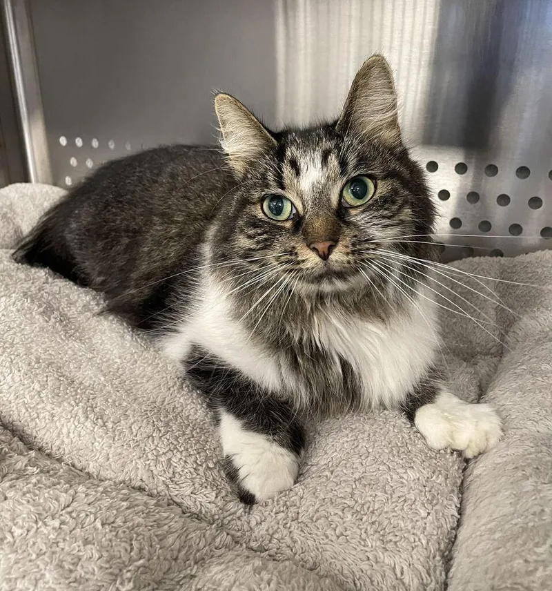 An adult medium-sized female Domestic Long Hair cat named Phoebe for adoption in Jackson, MI