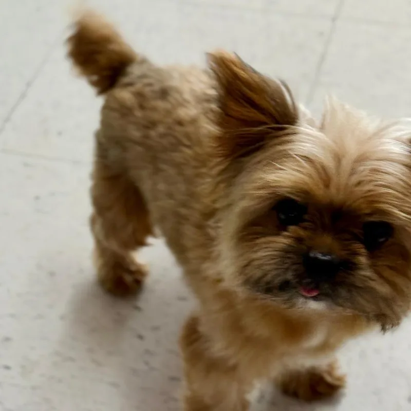 An adult small-sized male Brown / Chocolate Yorkshire Terrier dog named Teddy for adoption in Fresno, CA