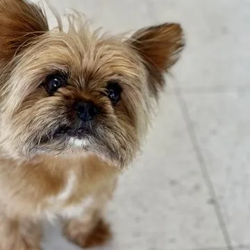 Teddy thumbnail 2