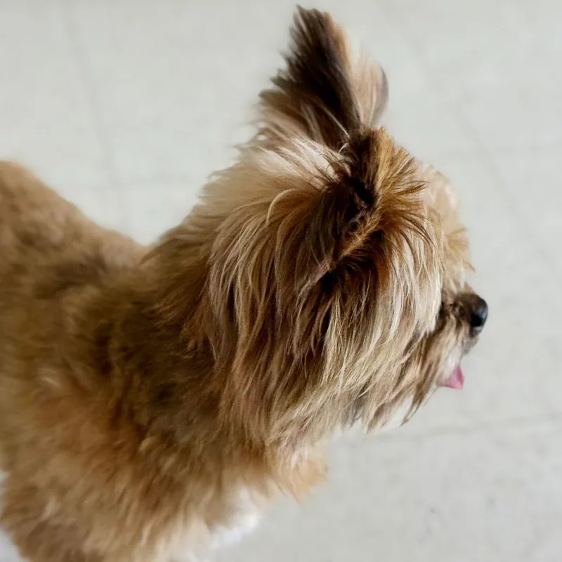 Teddy thumbnail 4