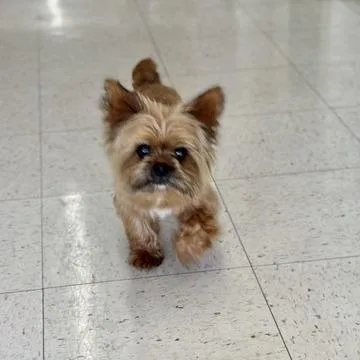 Teddy thumbnail 6