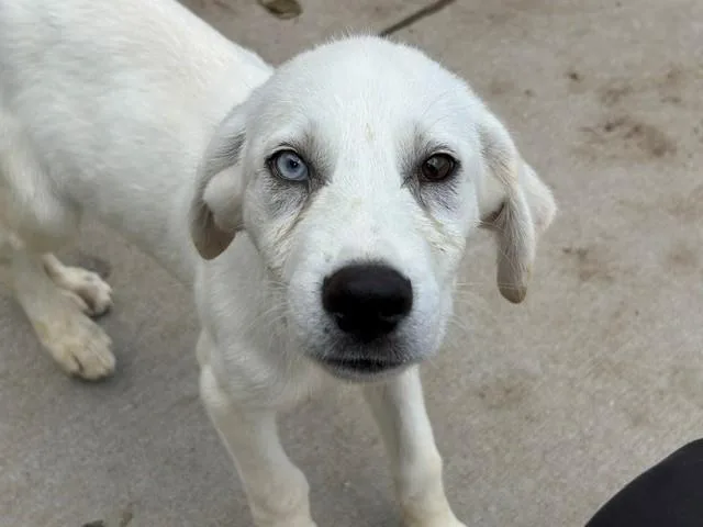 A young small-sized male Labrador Retriever dog named Zimbar for adoption in Tulsa, OK