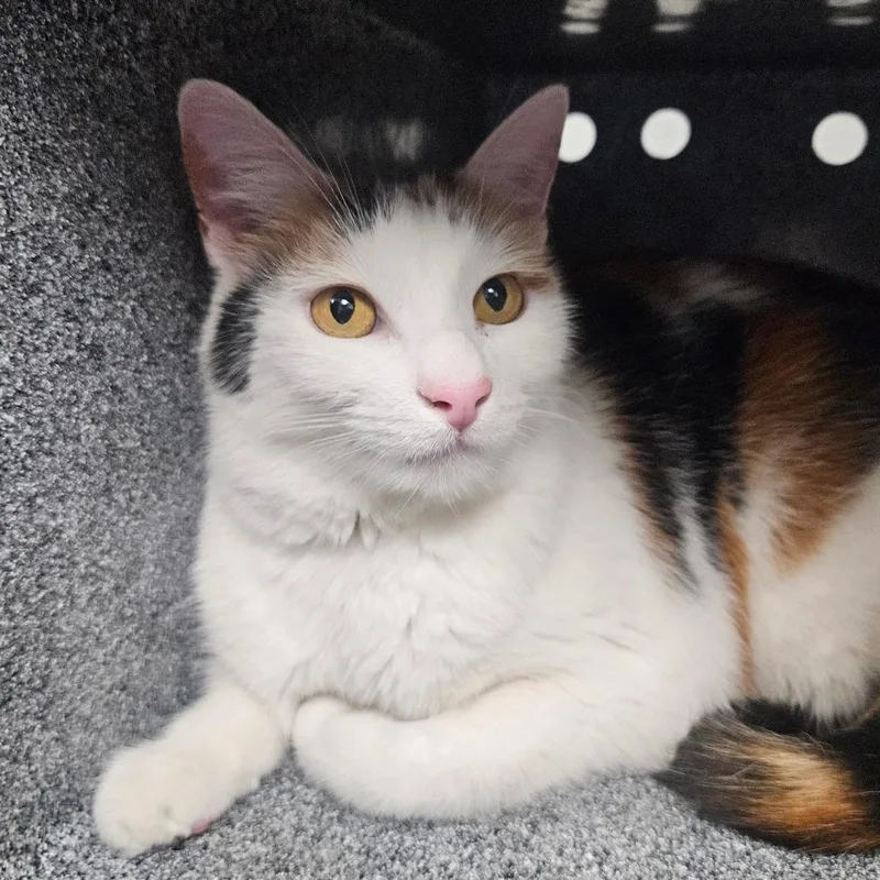 A senior medium-sized female Domestic Short Hair cat named Cookie Dough for adoption in Greenville, SC