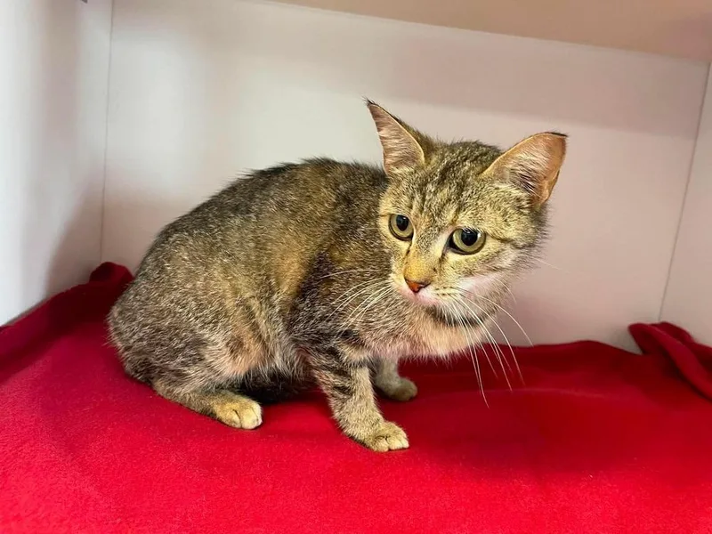 An adult medium-sized female Domestic Short Hair cat named Lynx for adoption in Bolivar, MO