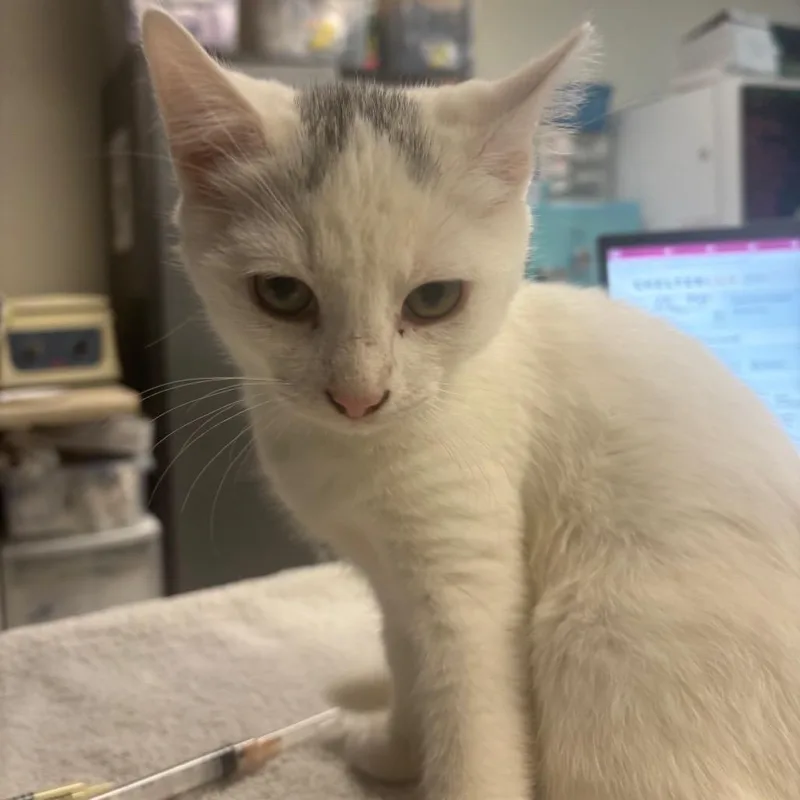 A baby small-sized male White Domestic Short Hair cat named Stefan for adoption in Newark, NJ