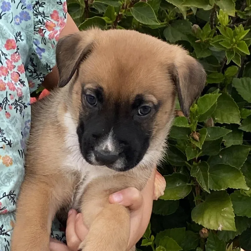 A baby large-sized male Boxer dog named Odie for adoption in Oceanside, CA