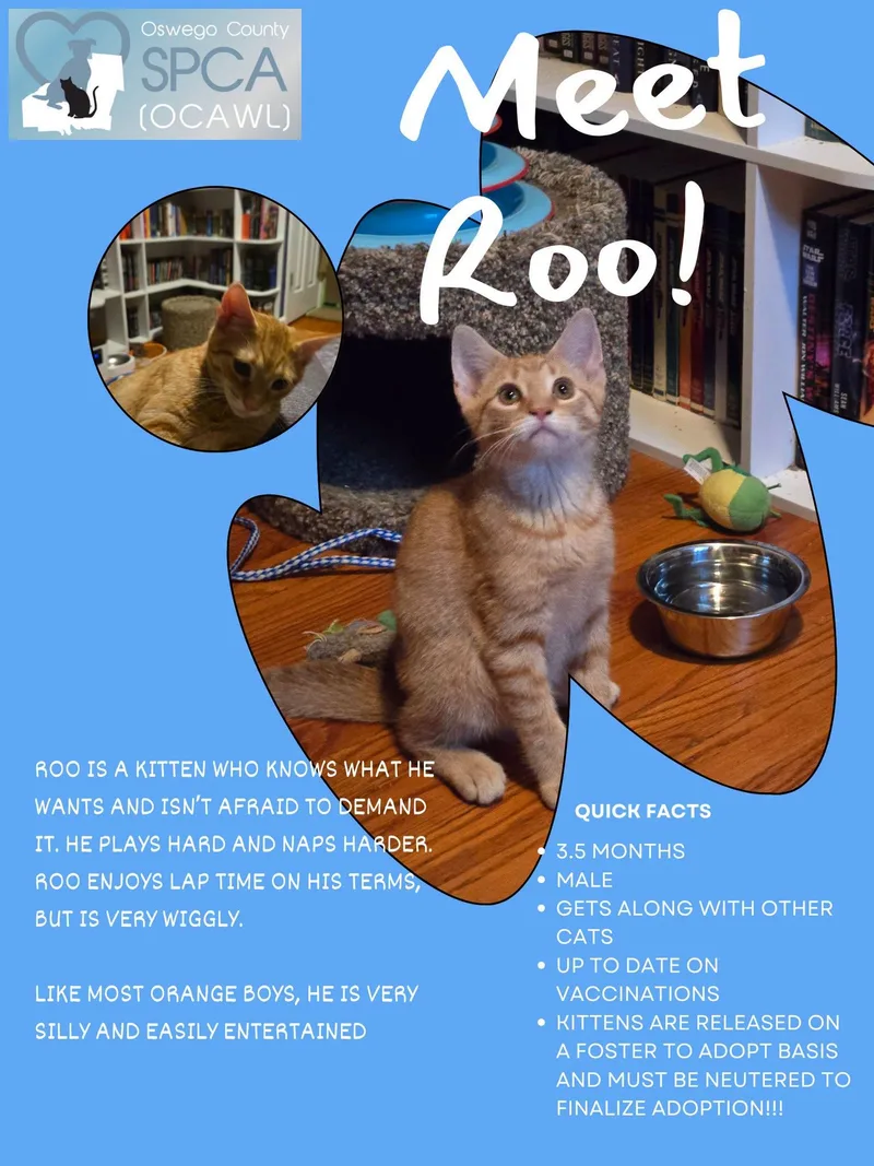 Roo