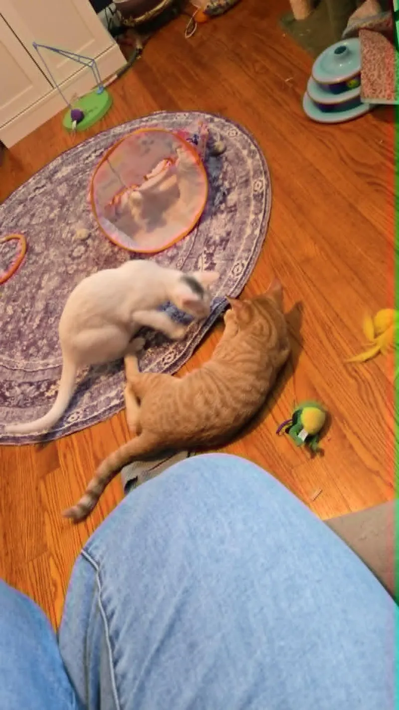 Roo thumbnail 4