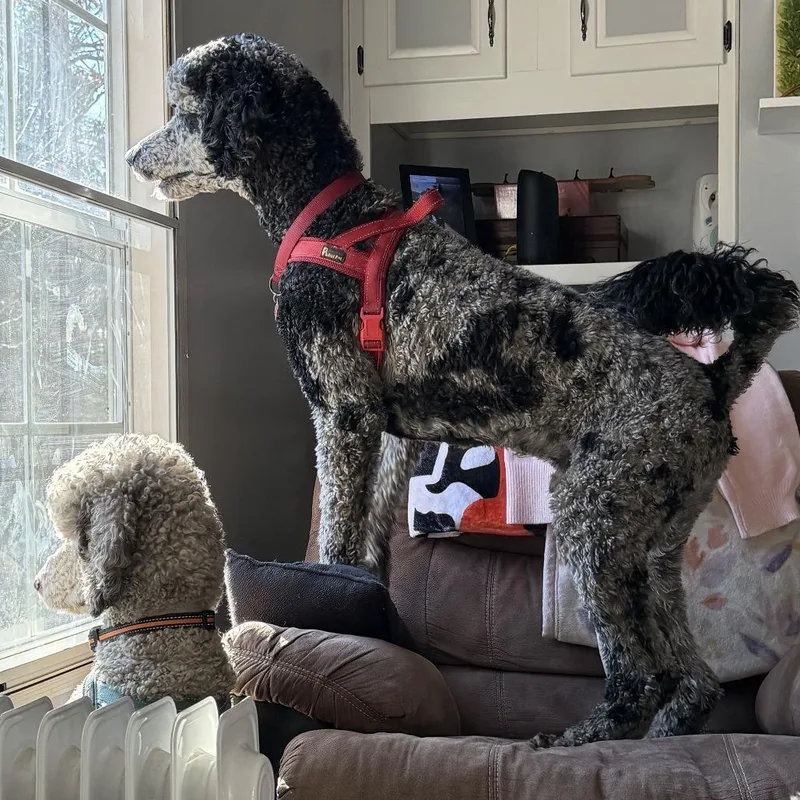 An adult medium-sized male Gray / Blue / Silver Poodle dog named Oakley for adoption in Lenoir, NC