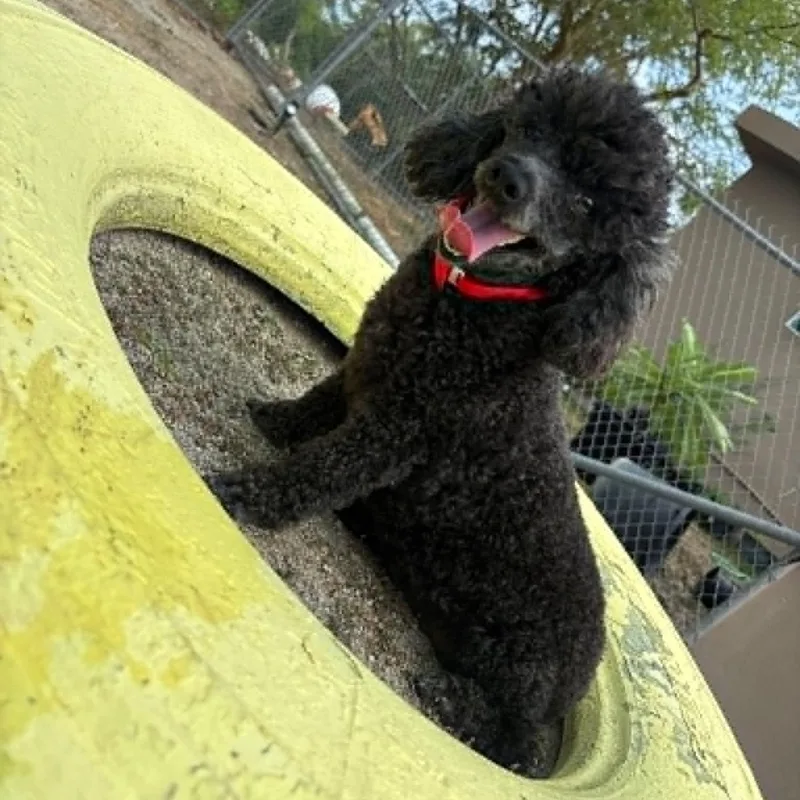 An adult small-sized female Miniature Poodle dog named Lupe for adoption in Humacao, PR
