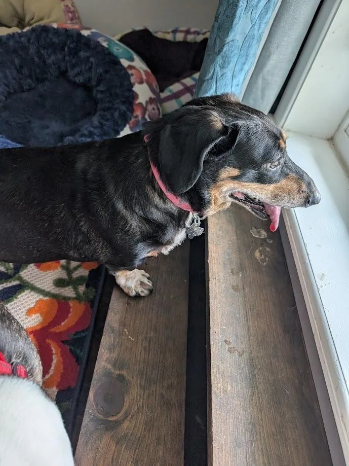 A senior medium-sized female Black Dachshund dog named Tali CO for adoption in Bryan, TX