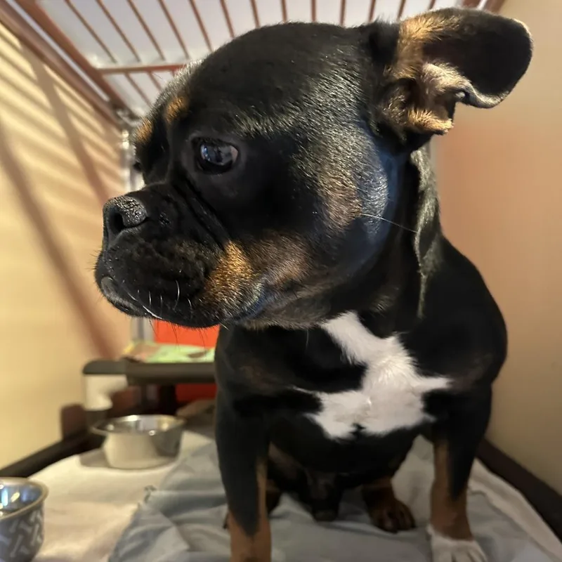 A young medium-sized male Black French Bulldog dog named Truman for adoption in San Francisco, CA