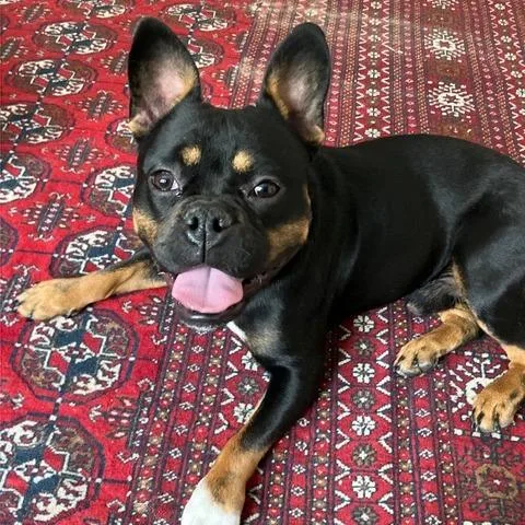 Truman thumbnail 3