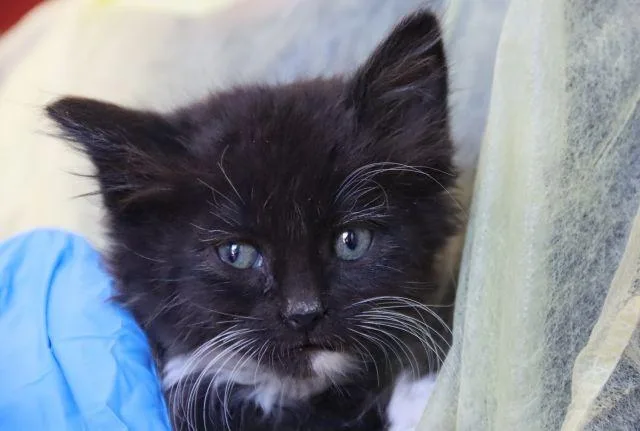 A baby small-sized female Domestic Long Hair cat named Beefaroni for adoption in Tucson, AZ