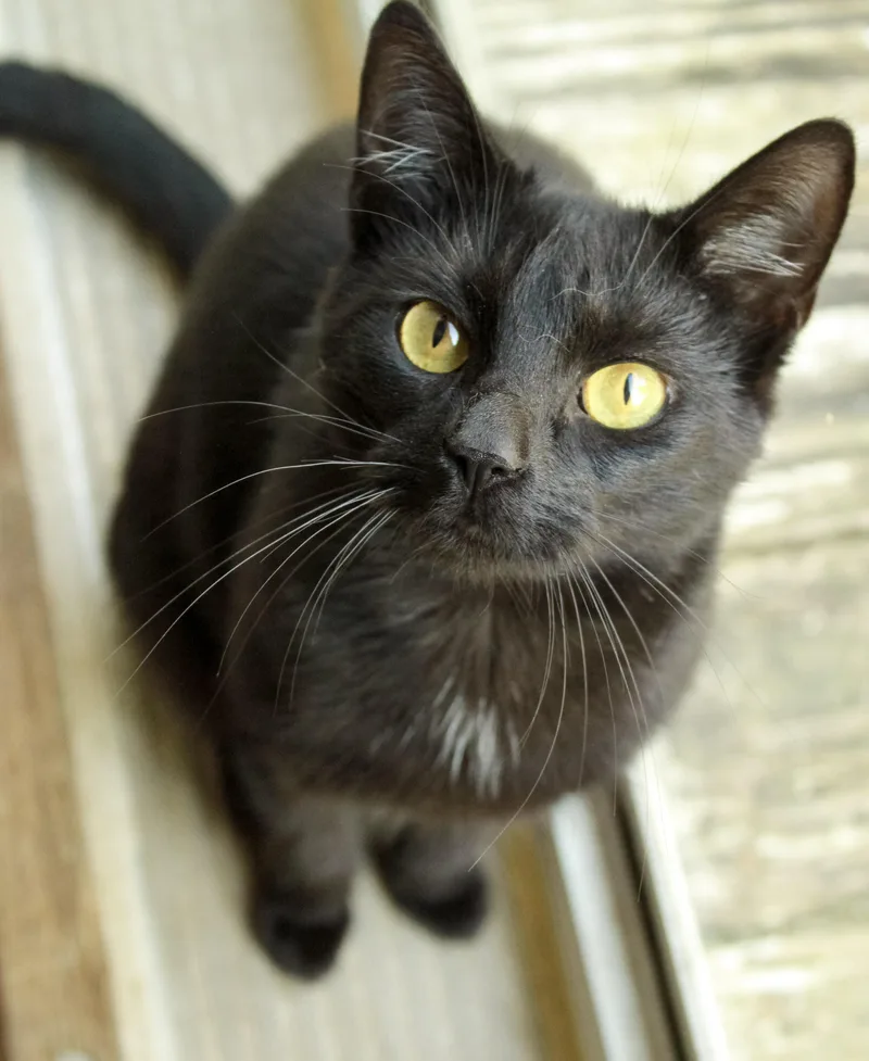 An adult medium-sized female Domestic Short Hair cat named Selene for adoption in Ona, WV
