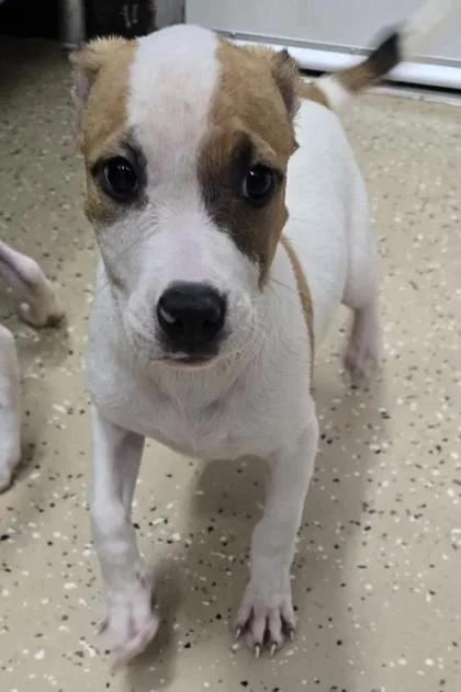 A baby small-sized female White / Cream Pit Bull Terrier dog named Fern for adoption in Bishop, GA
