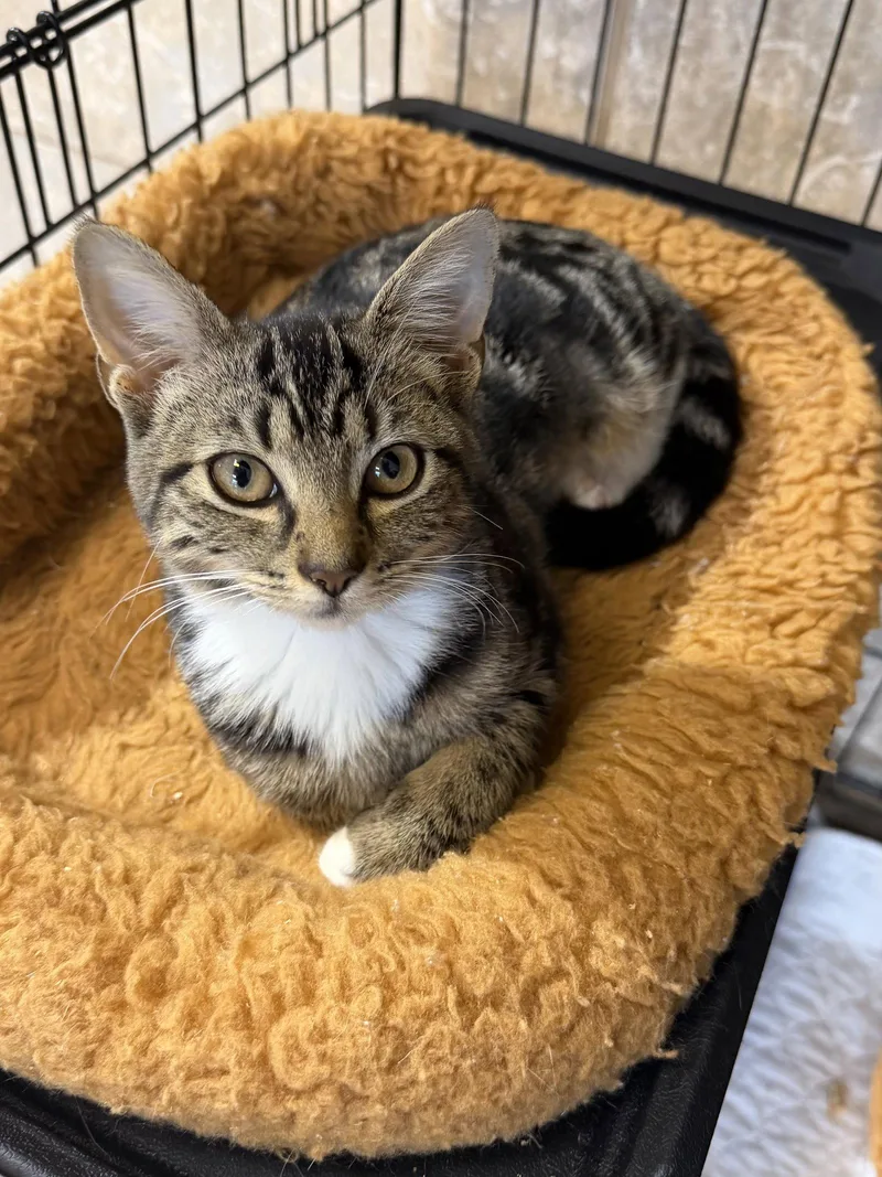 A young medium-sized female Domestic Short Hair cat named Bryno for adoption in Satellite Beach, FL