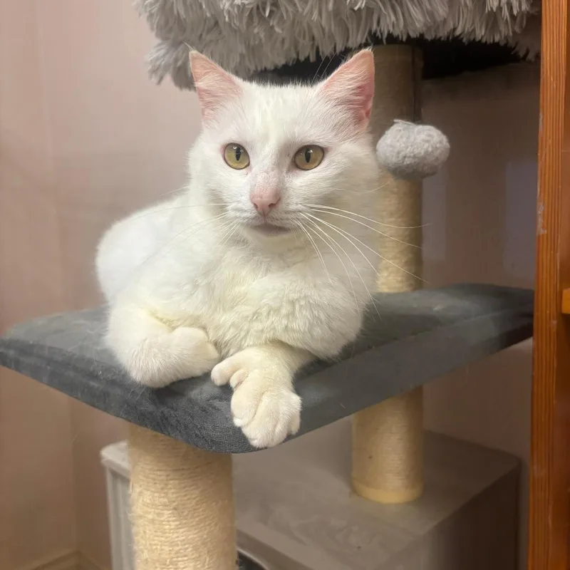 An adult medium-sized female White Extra-Toes Cat / Hemingway Polydactyl cat named Thumbelina for adoption in Bulverde, TX