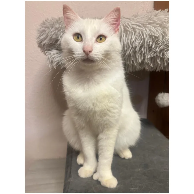 Thumbelina thumbnail 2