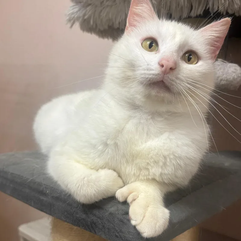 Thumbelina thumbnail 3