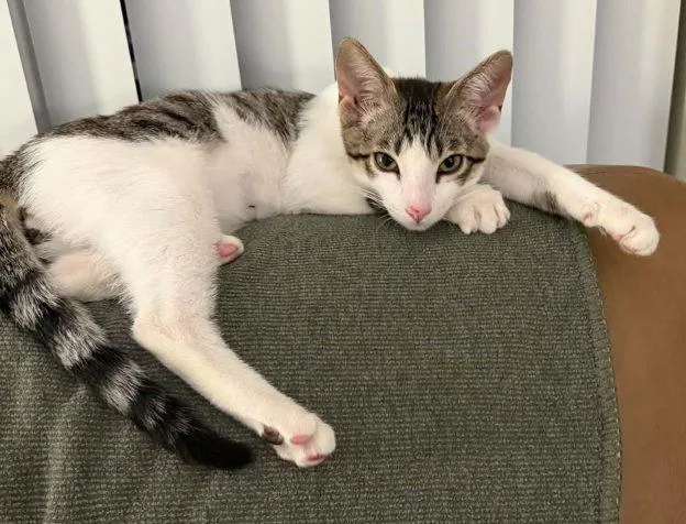A baby medium-sized male Gray & White Tabby cat named Flynn for adoption in Anchorage, AK