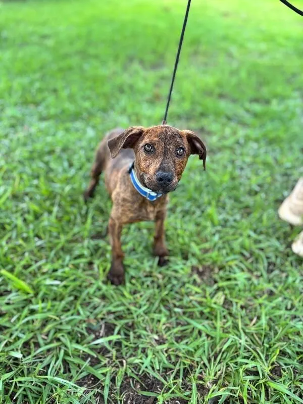 A baby small-sized male Brindle Labrador Retriever dog named Charles for adoption in Aiken, SC
