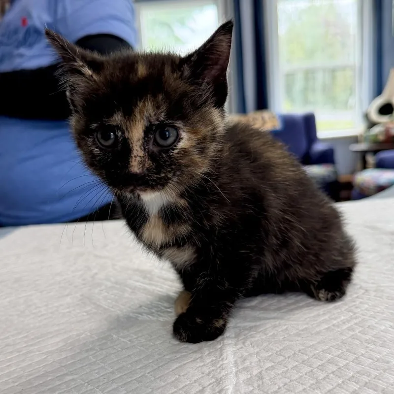 A baby small-sized female American Shorthair cat named Cora McMurray for adoption in Woodstock, VA