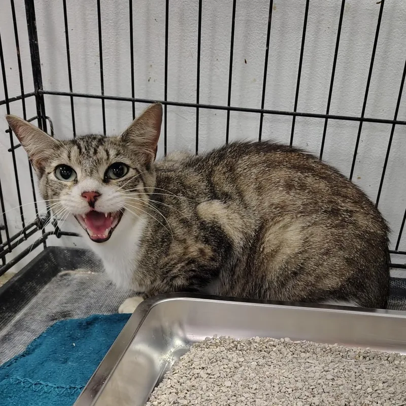 An adult small-sized female Domestic Short Hair cat named Ophelia for adoption in Coos Bay, OR