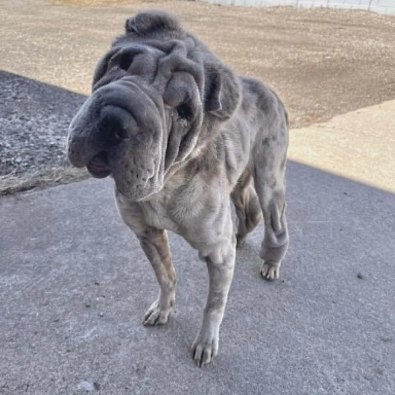 An adult medium-sized female Gray / Blue / Silver Shar-Pei dog named Moira D for adoption in Princeton, MN