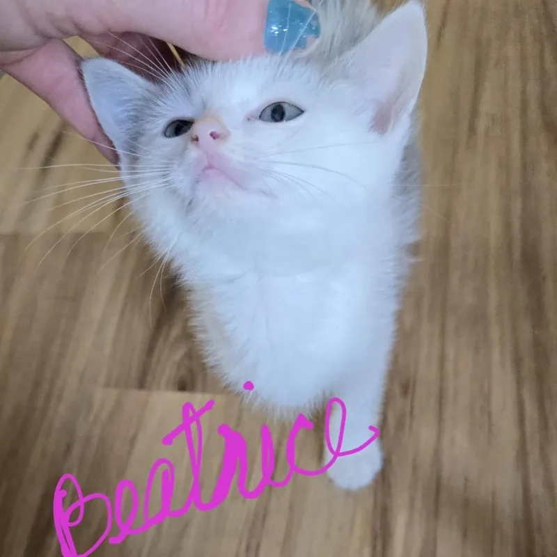 A baby small-sized female Domestic Short Hair cat named Beatrice for adoption in New Tazewell, TN