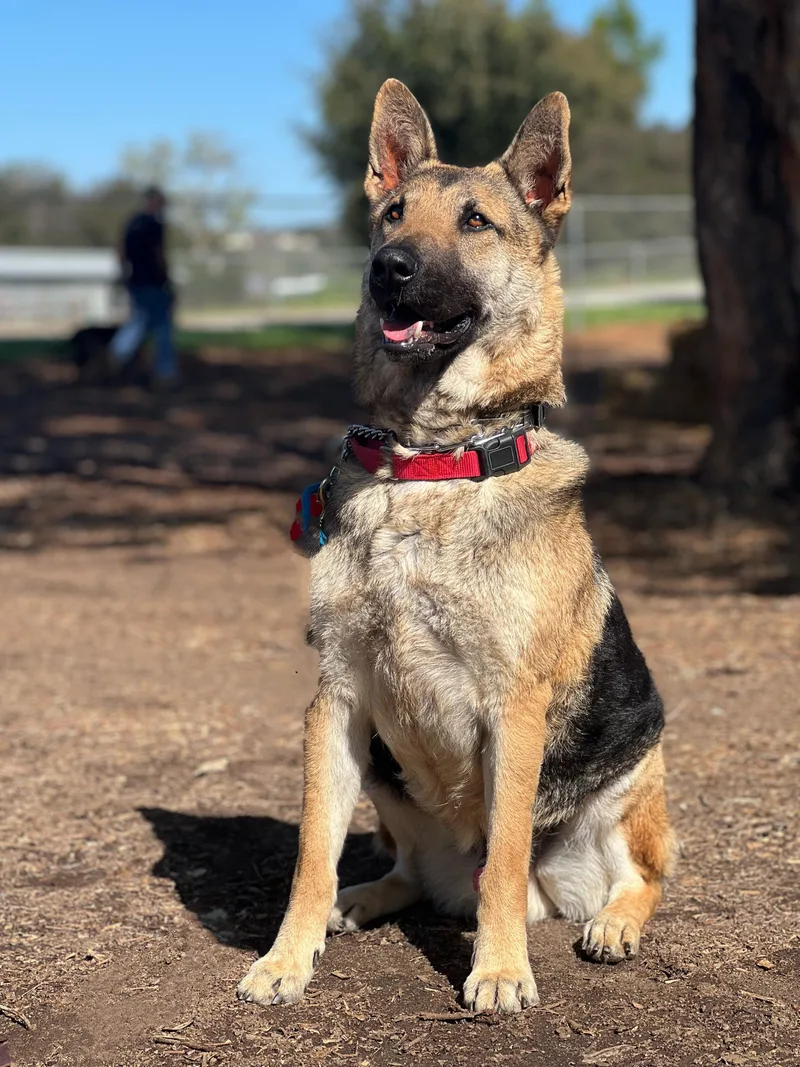 An adult large-sized male Black German Shepherd Dog dog named Ryder for adoption in San Diego, CA