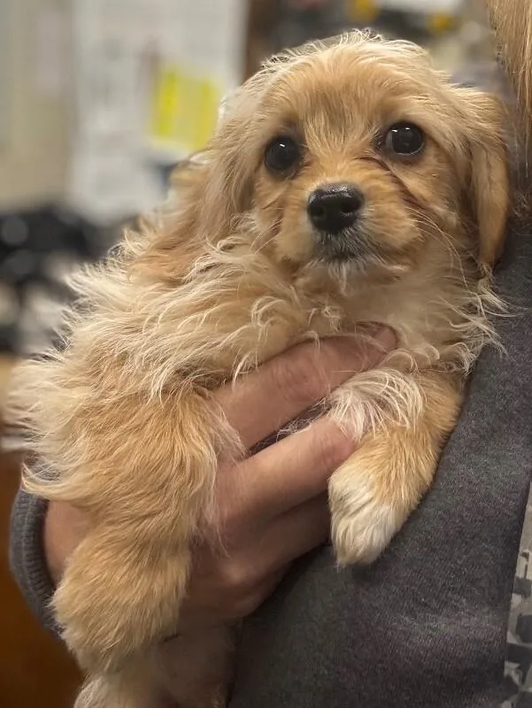 A young medium-sized male Golden Cavalier King Charles Spaniel dog named Body for adoption in Burgaw, NC
